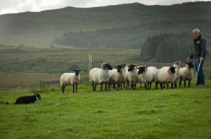 Connemara Sheep Farm Demonstration